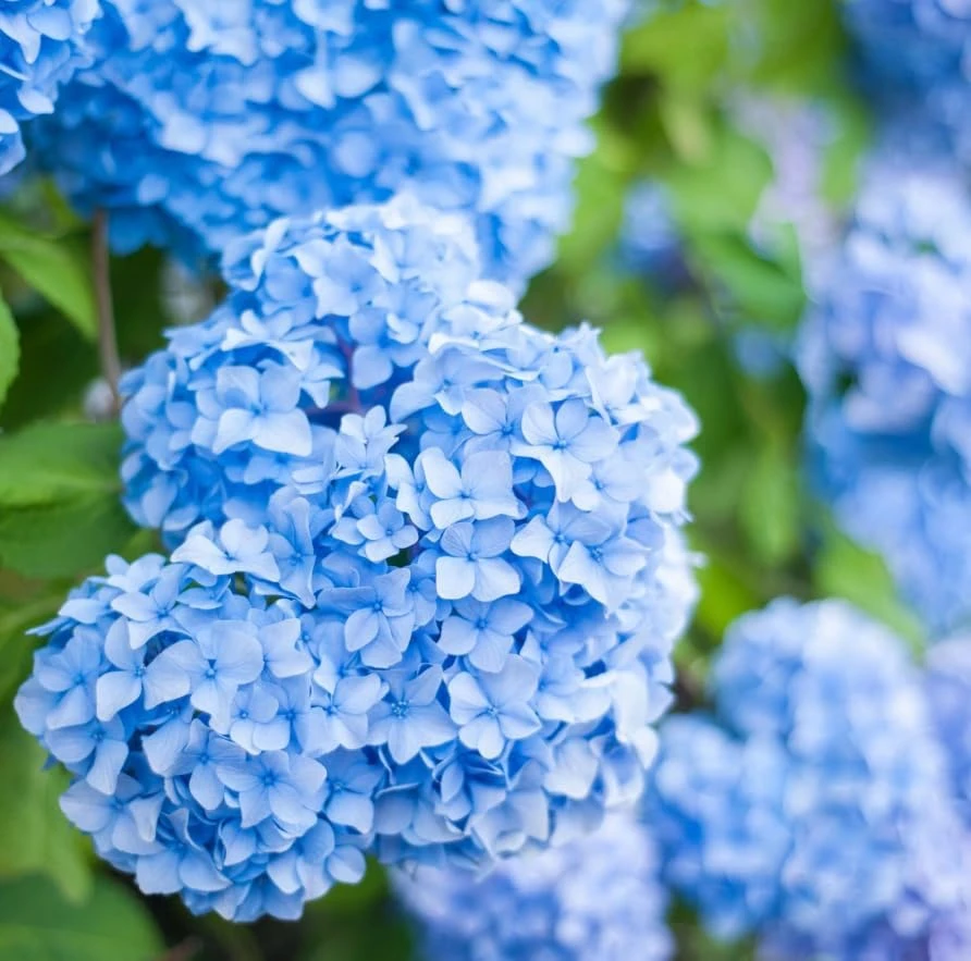 Blue Hydrangea Live Plant – Large Ball Flowers Bush – 6-12" Tall Qt Pot – Outdoor Shrub - Image 4