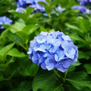 Blue Hydrangea Live Plant – Large Ball Flowers Bush – 6-12" Tall Qt Pot – Outdoor Shrub - Image 5