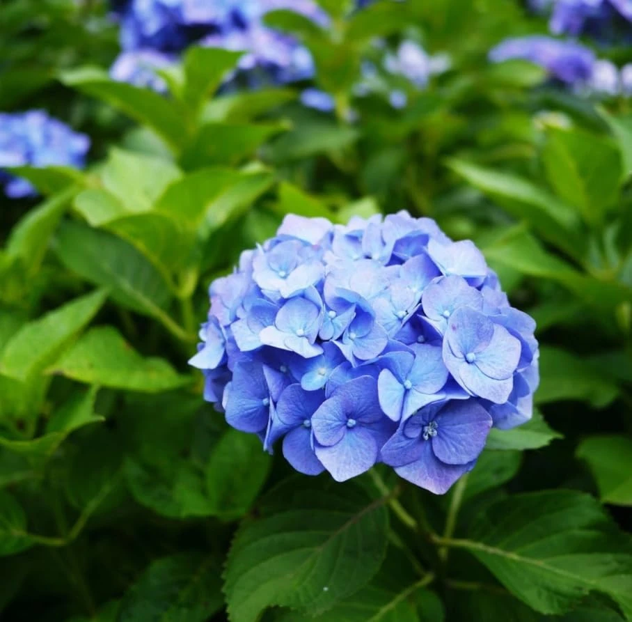 Blue Hydrangea Live Plant – Large Ball Flowers Bush – 6-12" Tall Qt Pot – Outdoor Shrub - Image 5