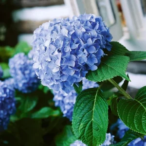 Blue Hydrangea Live Plant – Large Ball Flowers Bush – 6-12" Tall Qt Pot – Outdoor Shrub - Image 6