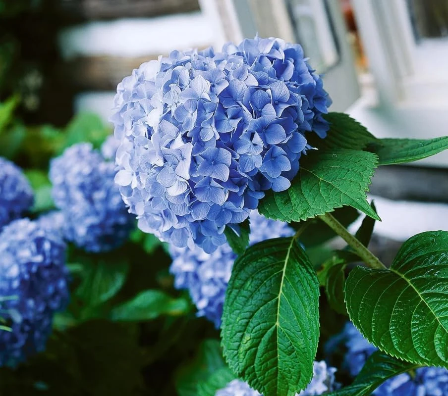Blue Hydrangea Live Plant – Large Ball Flowers Bush – 6-12" Tall Qt Pot – Outdoor Shrub - Image 6