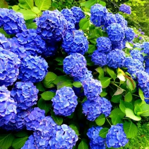 Blue Hydrangea Live Plant – Large Ball Flowers Bush – 6-12" Tall Qt Pot – Outdoor Shrub - Image 7