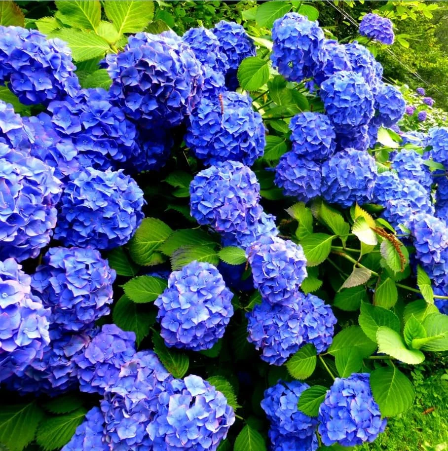 Blue Hydrangea Live Plant – Large Ball Flowers Bush – 6-12" Tall Qt Pot – Outdoor Shrub - Image 7