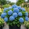 Blue Hydrangea Live Plant – Large Ball Flowers Bush – 6-12" Tall Qt Pot – Outdoor Shrub - Image 1