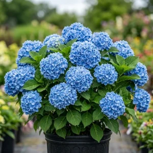 Blue Hydrangea Live Plant – Large Ball Flowers Bush – 6-12" Tall Qt Pot – Outdoor Shrub - Image 1