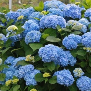 Blue Hydrangea Live Plant, Large Ball Flowers, Shrub, 6-12" Tall, 2.5" Pot - Image 3