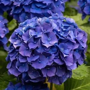Blue Hydrangea Live Plant, Large Ball Flowers, Shrub, 6-12" Tall, 2.5" Pot - Image 4
