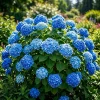 Blue Hydrangea Live Plant, Large Ball Flowers, Shrub, 6-12" Tall, 2.5" Pot - Image 1