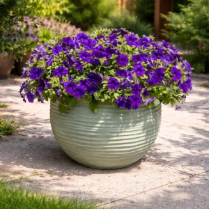 Blue Trailing Petunia Seeds - 20 Seeds - Cascading Flowers for Hanging Baskets & Containers - Image 10
