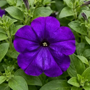 Blue Trailing Petunia Seeds - 20 Seeds - Cascading Flowers for Hanging Baskets & Containers - Image 11