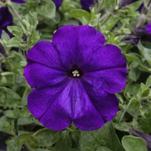 Blue Trailing Petunia Seeds - 20 Seeds - Cascading Flowers for Hanging Baskets & Containers - Image 12