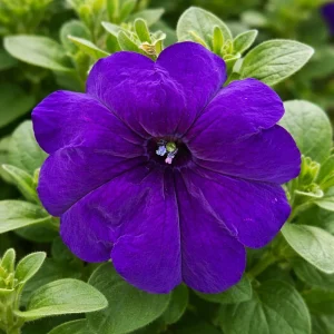 Blue Trailing Petunia Seeds - 20 Seeds - Cascading Flowers for Hanging Baskets & Containers - Image 2
