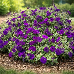 Blue Trailing Petunia Seeds - 20 Seeds - Cascading Flowers for Hanging Baskets & Containers - Image 3