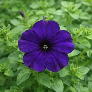 Blue Trailing Petunia Seeds - 20 Seeds - Cascading Flowers for Hanging Baskets & Containers - Image 6