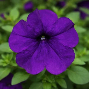 Blue Trailing Petunia Seeds - 20 Seeds - Cascading Flowers for Hanging Baskets & Containers - Image 7