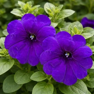 Blue Trailing Petunia Seeds - 20 Seeds - Cascading Flowers for Hanging Baskets & Containers - Image 8