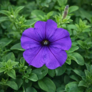 Blue Trailing Petunia Seeds - 20 Seeds - Cascading Flowers for Hanging Baskets & Containers - Image 9