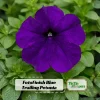 Blue Trailing Petunia Seeds - 20 Seeds - Cascading Flowers for Hanging Baskets & Containers - Image 1