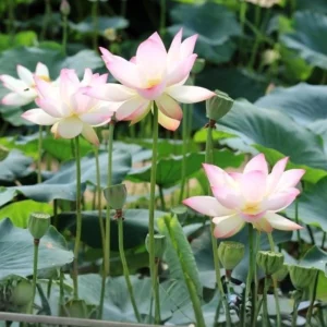 Blushing Fairy Lotus Seeds - 5+ Rare Indian Aquatic Pond Plant Seeds, Edible, Perennial - Image 10