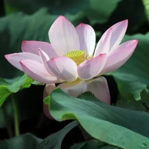 Blushing Fairy Lotus Seeds - 5+ Rare Indian Aquatic Pond Plant Seeds, Edible, Perennial - Image 11