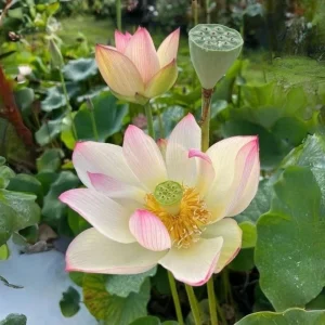 Blushing Fairy Lotus Seeds - 5+ Rare Indian Aquatic Pond Plant Seeds, Edible, Perennial - Image 12