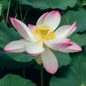 Blushing Fairy Lotus Seeds - 5+ Rare Indian Aquatic Pond Plant Seeds, Edible, Perennial - Image 2