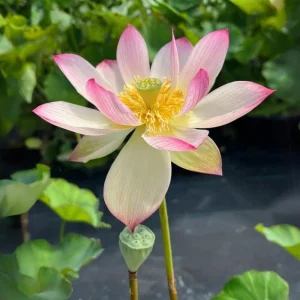 Blushing Fairy Lotus Seeds - 5+ Rare Indian Aquatic Pond Plant Seeds, Edible, Perennial - Image 3