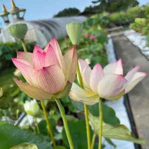 Blushing Fairy Lotus Seeds - 5+ Rare Indian Aquatic Pond Plant Seeds, Edible, Perennial - Image 4