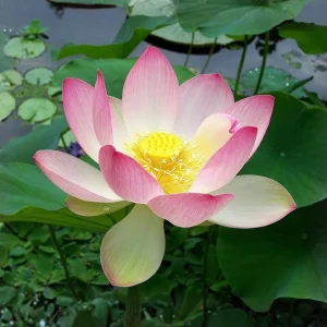 Blushing Fairy Lotus Seeds - 5+ Rare Indian Aquatic Pond Plant Seeds, Edible, Perennial - Image 5