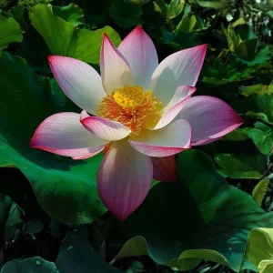 Blushing Fairy Lotus Seeds - 5+ Rare Indian Aquatic Pond Plant Seeds, Edible, Perennial - Image 6