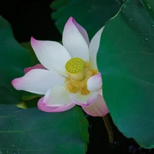 Blushing Fairy Lotus Seeds - 5+ Rare Indian Aquatic Pond Plant Seeds, Edible, Perennial - Image 7