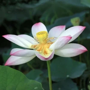 Blushing Fairy Lotus Seeds - 5+ Rare Indian Aquatic Pond Plant Seeds, Edible, Perennial - Image 8