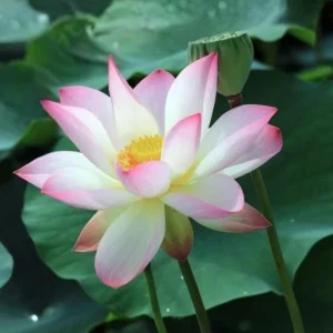Blushing Fairy Lotus Seeds - 5+ Rare Indian Aquatic Pond Plant Seeds, Edible, Perennial - Image 9