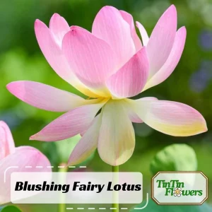 Blushing Fairy Lotus Seeds - 5+ Rare Indian Aquatic Pond Plant Seeds, Edible, Perennial - Image 1