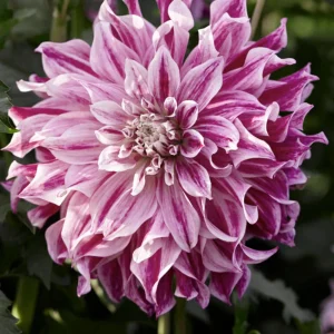 Bristol Stripe Dahlia Seeds - Heirloom Pollinator Mix - 40 Seeds - Image 10