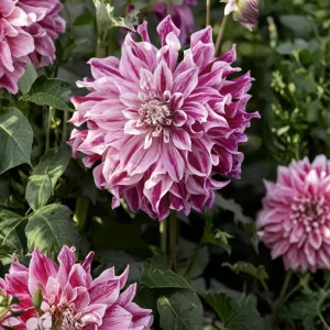 Bristol Stripe Dahlia Seeds - Heirloom Pollinator Mix - 40 Seeds - Image 11