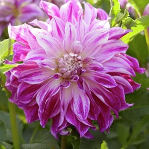 Bristol Stripe Dahlia Seeds - Heirloom Pollinator Mix - 40 Seeds - Image 12