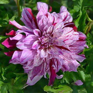 Bristol Stripe Dahlia Seeds - Heirloom Pollinator Mix - 40 Seeds - Image 13