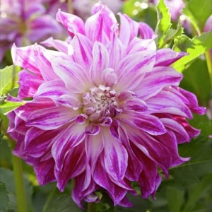 Bristol Stripe Dahlia Seeds - Heirloom Pollinator Mix - 40 Seeds - Image 14