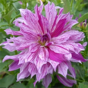 Bristol Stripe Dahlia Seeds - Heirloom Pollinator Mix - 40 Seeds - Image 15