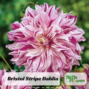 Bristol Stripe Dahlia Seeds - Heirloom Pollinator Mix - 40 Seeds - Image 2