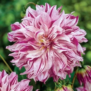 Bristol Stripe Dahlia Seeds - Heirloom Pollinator Mix - 40 Seeds - Image 3