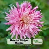 Bristol Stripe Dahlia Seeds - Heirloom Pollinator Mix - 40 Seeds - Image 1