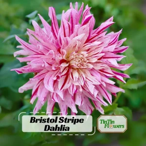 Bristol Stripe Dahlia Seeds - Heirloom Pollinator Mix - 40 Seeds - Image 1