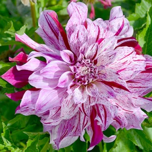 Bristol Stripe Dahlia Seeds - Heirloom Pollinator Mix - 40 Seeds - Image 5