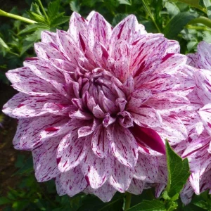 Bristol Stripe Dahlia Seeds - Heirloom Pollinator Mix - 40 Seeds - Image 6