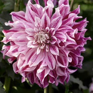 Bristol Stripe Dahlia Seeds - Heirloom Pollinator Mix - 40 Seeds - Image 7