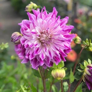 Bristol Stripe Dahlia Seeds - Heirloom Pollinator Mix - 40 Seeds - Image 9