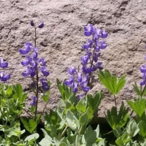 Broadleaf Lupine Seeds - Lupinus latifolius - 30 Seeds - Perennial Wildflower - Image 10