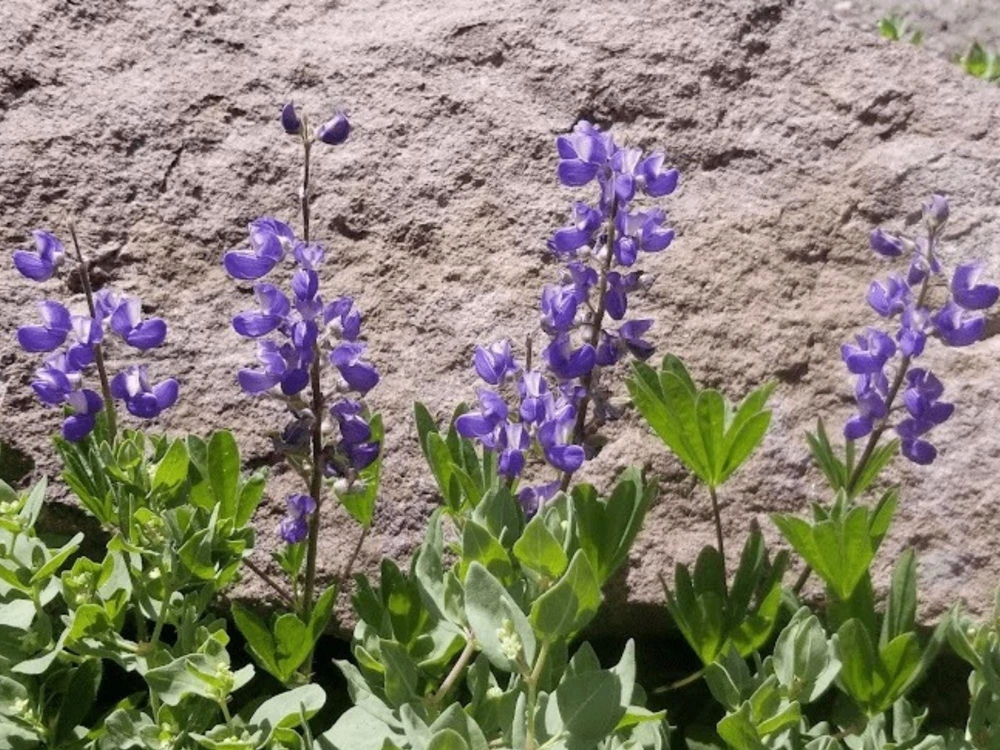 Broadleaf Lupine Seeds - Lupinus latifolius - 30 Seeds - Perennial Wildflower - Image 10